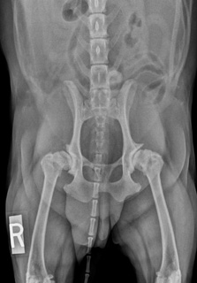Figure 3. A hip X-ray of a dog with arthritis of the hips as a result of hip dysplasia.