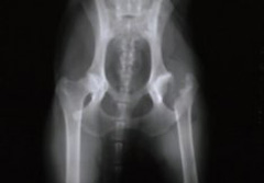 Figure 5. A pelvic x-ray of a dog following an FHO. Note the absence of the left femoral head (ball).