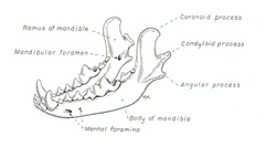 Figure 1. Illustration of the canine mandible. From Evans HE: Miller’s Anatomy of the Dog, 3rd edition. ©1993