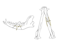 Figure 6a Interosseous/interfragmentary wiring utilized for treatment of less complicated mandibular fractures. From Fossum TW, et al: Small Animal Surgery, 3rd edition. ©2007