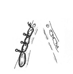 Figure 6b Interdental wiring can be utilized for less complicated fractures in which the teeth have not been traumatized. From Holmstrom SE, et al: Veterinary Dental Techniques for the Small Animal Practitioner, 2nd ed. ©1998
