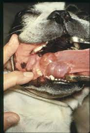 Figure 2. This Boston Terrier has a sublingual mucocele, also known as a ranula. The mandibular and sublingual glands will be removed and the ranula drained.